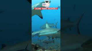 Cocaine Sharks' found in waters off Brazil | Rishabh Singh | StudyIQ Shorts