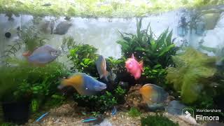 Feeding Aquarium Fish 🐟 😋 | Boeseman's Rainbowfish | Cardinal Tetra