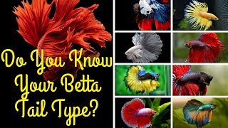 Betta (Fighter) Fish Tail Types