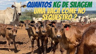 Quantos de de silagem uma vaca come no sequestro ?