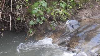 crane fishing in creek - 2 of 3