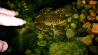 Our Bullfrog buddy in our Koi pond