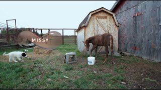 Wild Rose Vet Season 2 WEBISODE: Missy