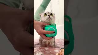 Spa day #cat #shortvideo #shorts #short