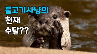 최상위포식자수달??