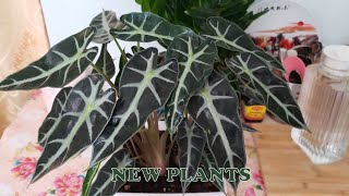 BUY NEW PLANTS / #lakwatseragirl #plant