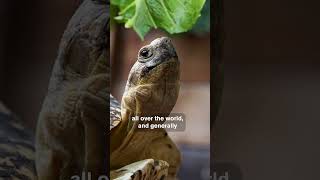 Turtles & Tortoises: What's the Difference