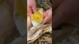 Big Pearl in Oyster || #short #shortvideo #gemstone #quartz #shorts #stone