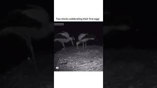 Two storks celebrating their first egg