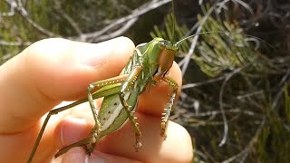 AwA female Katydid (Tettigoniidae)