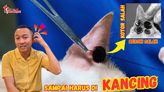 AKIBAT TERLALU GEMES BERUJUNG OPERASI - SAMPAI HARUS PASANG KANCING DI KUPINGNYA