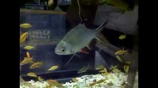 Tropical fish freshwater aquarium.avi