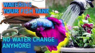 #V0111 WATERING YOUR FISH TANK | NO WATER CHANGE ANYMORE