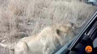 cruel chaos! elephant Angry lion attacks cars and tourists too brutal wild animals