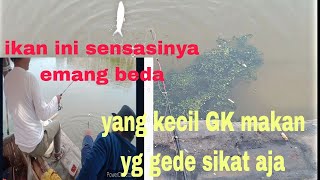 yang kecil gak makan..yang gede sikat aja..mancing ikan bandeng @angler amatiran30