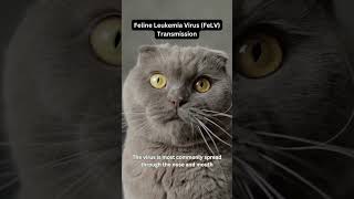 Feline Leukemia Virus (FeLV) Transmission