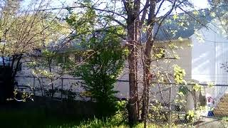 spring grass behind the ranger station