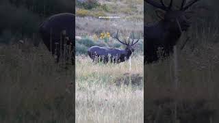 Bull Elk Mud Bath!