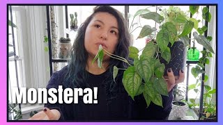 Every Monstera I Own| Monstera Collection