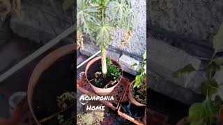 papaya en maceta