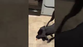 Cheeky Great Dane steals a slice of pizza! 🍕 #dogs #funnydogs #funny #cute #cutedogs #shorts