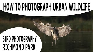 HOW TO PHOTOGRAPH URBAN WILDLIFE-BIRD PHOTOGRAPHY