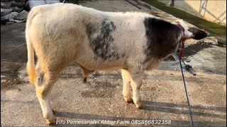 SAPI BAKALAN SUPER AKBAR FARM || STOK TERBARU 4 AGUSTUS 2024🔥