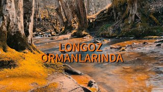 Şelale Yanında Kampımız | Longoz Ormanları