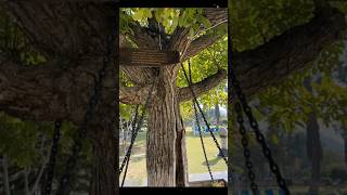 Tree Arrested in Pakistan 😲 | 122 Year Old Tree Arrested in Pakistan #shorts #newvideo