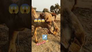 What is this 😱😱 #camel #youtubeshorts #animals #youtubevideos #ytshorts #shorts