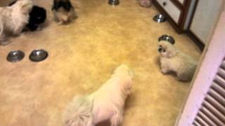 Pekingese Puppy Begging for Food