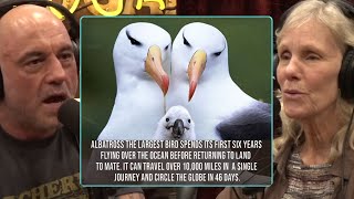 Albatross Birds Can Fly For Six Years Without Ever Landing “CRAZY” | Joe Rogan