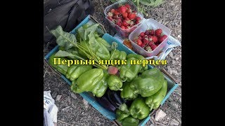 Огород в городе  Первый ящик перцев  Недельный отчет 24 06 2017