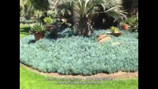 Senecio mandraliscae -  Blue Chalksticks