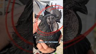 The Mysterious All-Black Chicken: Ayam Cemani #shorts #shocking_facts