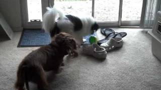 Pico and Marmite playing with the ball-tail toy