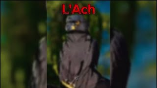 L'Ach - the picture