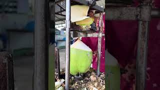 Cutting tender coconut 🥥😯#shorts #ytshorts #shortvideo