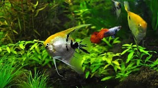 Can angelfish and guppies live together? can guppies and angelfish share the same fish tank?