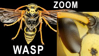 Wasp zoom to micro level