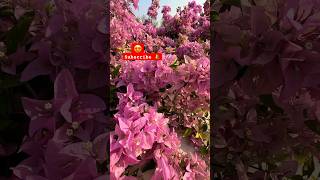 Bushy Bougainvillea flowers #flowers #leelagola #india #nature #flower #bougainvillea #landscape