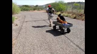 Doggies in the Wagon:  Camp Verde, AZ in the Dog Days of Summer