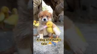 Unlikely BFFs: A Tail-Wagging, Feathered Friendship!🐾🐣 #trending #youtubeshorts #viralvideo #shorts