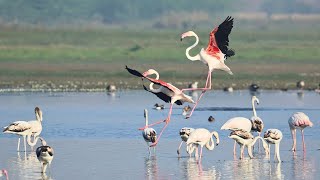 Experience the Spectacular Landing and Elegant Dance of Flamingos in this Breathtaking Video