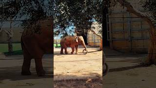 Слон! 🐘❤ Зоопарк в Пафосе, Кипр // Elephant. Paphos Zoo, Cyprus