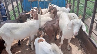 Goat farming tips for start ups