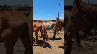 beautiful young horses | horse farming video