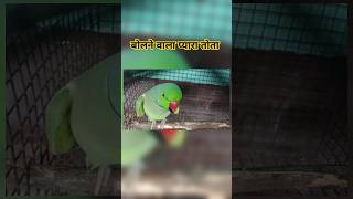 So cute parrot talking 🥰🦜✅#tota #mitthu #petbird #shorts #viral #trending #talkingparrot #birds