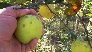 Oct2011 Harvest at Sandhill Orchards - Part 1 - I'm Fungus FREE!2