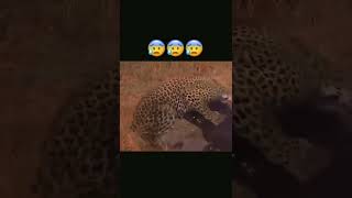 Wild Boar Powerless With Leopard's Strength #leopard #wildboar #animals #wildanimals #shorts